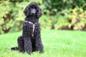 Are Poodles Hypoallergenic? The Truth Explained Are Poodles Hypoallergenic? The Truth Explained