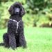 Are Poodles Hypoallergenic? The Truth Explained Are Poodles Hypoallergenic? The Truth Explained
