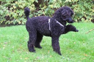 Black Poodle Guide: Personality, Health & Care
