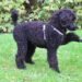 Black Poodle Guide: Personality, Health & Care