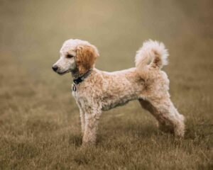 Common Poodle Health Problems Every Owner Should Know Common Poodle Health Problems Every Owner Should Know