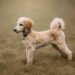 Common Poodle Health Problems Every Owner Should Know