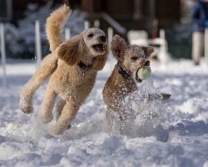 Do Poodles Shed? Everything You Should Know Do Poodles Shed? Everything You Should Know