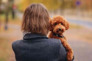 Poodle Lifespan Guide: Tips for a Longer Life