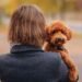 Poodle Lifespan Guide: Tips for a Longer Life
