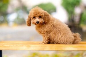 Miniature Poodle: Complete Breed Guide for New and Future Owners Miniature Poodle: Complete Breed Guide for New and Future Owners