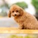 Miniature Poodle: Complete Breed Guide for New and Future Owners