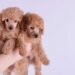 Moyen Poodle: Complete Breed Guide for New Owners Moyen Poodle: Complete Breed Guide for New Owners