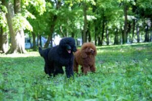 Poodle Colors Explained: A Complete Guide Poodle Colors Explained: A Complete Guide