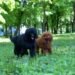 Poodle Colors Explained: A Complete Guide Poodle Colors Explained: A Complete Guide
