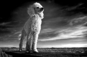 Poodle Dog Breed Complete Guide