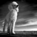 Poodle Dog Breed Complete Guide