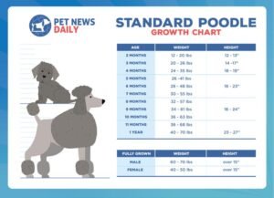 Poodle Weight Chart: What to Expect as They Grow Poodle Weight Chart: What to Expect as They Grow
