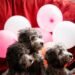 Poodle Sizes Explained: Which One Is Right for You?