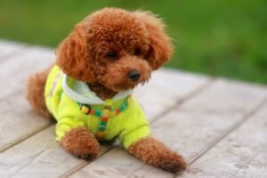 Poodle Temperament: What to Expect from Their Personality Poodle Temperament: What to Expect from Their Personality