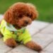 Poodle Temperament: What to Expect from Their Personality