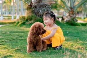Pros and Cons of Owning a Poodle Pros and Cons of Owning a Poodle