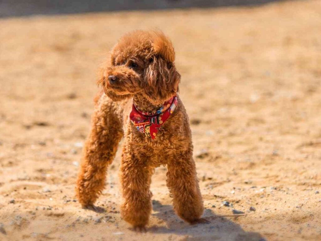 Red Poodle: Everything You Should Know