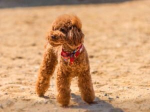 Red Poodle: Everything You Should Know