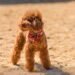Red Poodle: Everything You Should Know