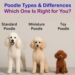 Toy vs Miniature vs Standard Poodle: Which Is Right for You?