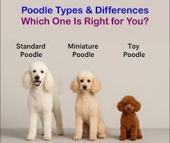 Toy vs Miniature vs Standard Poodle: Which Is Right for You?