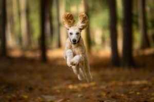 What Were Poodles Originally Bred for