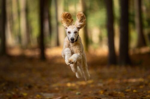 What Were Poodles Originally Bred for