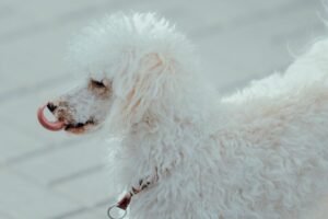White Poodle Guide: Personality, Health & Care White Poodle Guide: Personality, Health & Care