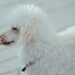 White Poodle Guide: Personality, Health & Care