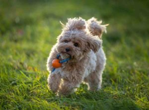 Best Poodle Mixes for First-Time Owners Best Poodle Mixes for First-Time Owners