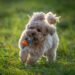 Best Poodle Mixes for First-Time Owners Best Poodle Mixes for First-Time Owners