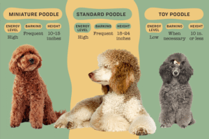 Toy Poodle Growth Guide: Size, Weight & Development Toy Poodle Growth Guide: Size, Weight & Development
