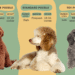 Toy Poodle Growth Guide: Size, Weight & Development