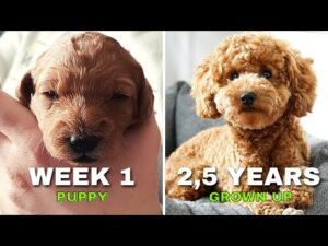 Miniature Poodle Growth Chart: Weight & Size by Age