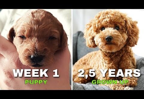 Miniature Poodle Growth Chart: Weight & Size by Age Miniature Poodle Growth Chart: Weight & Size by Age