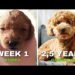 Miniature Poodle Growth Chart: Weight & Size by Age Miniature Poodle Growth Chart: Weight & Size by Age