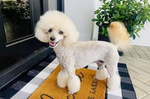 Poodle Health Problems by Size: Toy, Miniature & Standard Poodle Health Problems by Size: Toy, Miniature & Standard