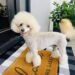Poodle Health Problems by Size: Toy, Miniature & Standard