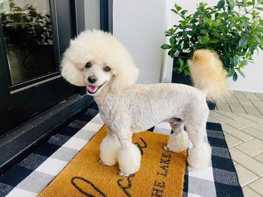 Poodle Health Problems by Size: Toy, Miniature & Standard Poodle Health Problems by Size: Toy, Miniature & Standard