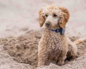 Poodle History: Where the Breed Came From & How It Evolved