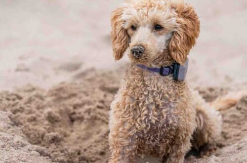 Poodle History: Where the Breed Came From & How It Evolved