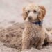 Poodle History: Where the Breed Came From & How It Evolved Poodle History: Where the Breed Came From & How It Evolved