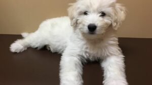 Poodle Husky Mix: Everything You Should Know Poodle Husky Mix: Everything You Should Know