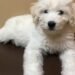 Poodle Husky Mix: Everything You Should Know