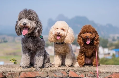 Poodle Mix Lifespan: How Long Do Poodle Mixes Live? Poodle Mix Lifespan: How Long Do Poodle Mixes Live?