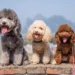 Poodle Mix Lifespan: How Long Do Poodle Mixes Live?