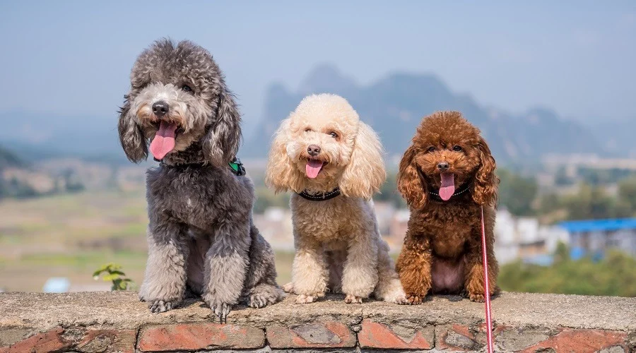 Poodle Mix Lifespan: How Long Do Poodle Mixes Live?
