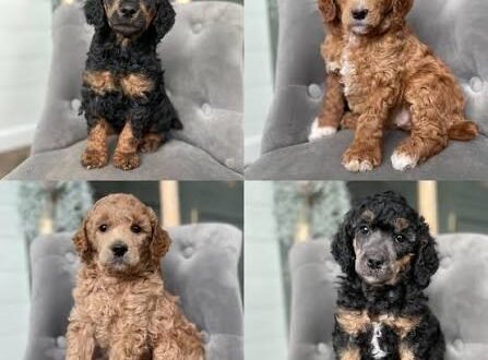 Rarest Poodle Colors: Which Colors Are Most Uncommon?