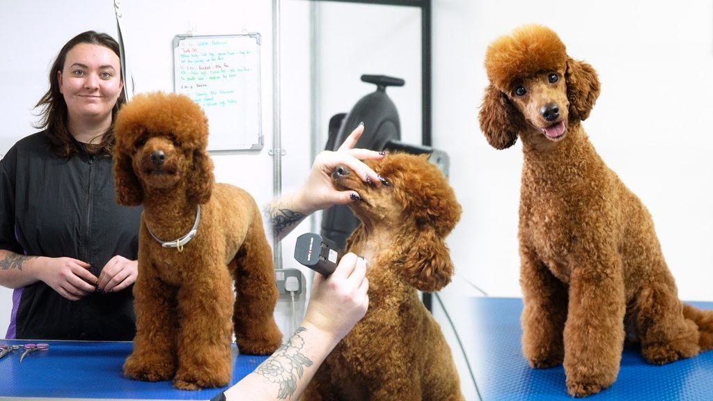 Poodle Grooming Guide for Beginners Poodle Grooming Guide for Beginners